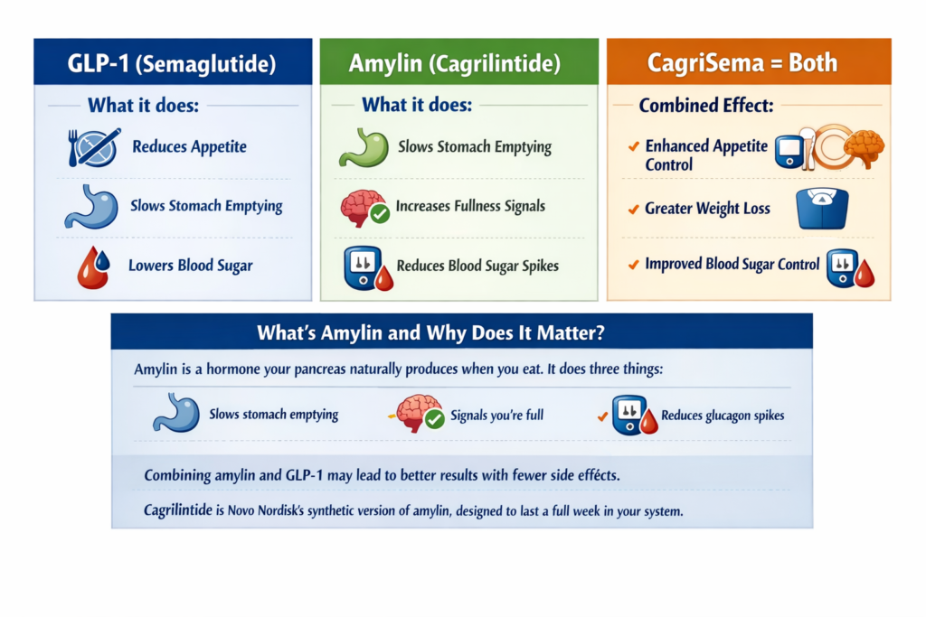 Left panel titled “GLP-1 (Semaglutide)” lists: reduces appetite, slows stomach emptying, and lowers blood sugar, with simple icons of a plate, stomach, and blood drop.

Middle panel titled “Amylin (Cagrilintide)” lists: slows stomach emptying, increases fullness signals to the brain, and reduces blood sugar spikes, with matching stomach, brain, and glucose meter icons.

Right panel titled “CagriSema = Both” highlights combined effects: enhanced appetite control, greater weight loss, and improved blood sugar control.

A bottom section explains that amylin is a hormone naturally produced by the pancreas when you eat, which slows stomach emptying, signals fullness, and reduces glucagon spikes, and notes that cagrilintide is Novo Nordisk’s long-acting synthetic amylin designed to last one week.